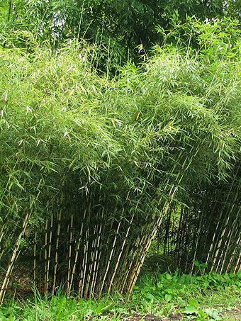 Dragon's Head Bamboo