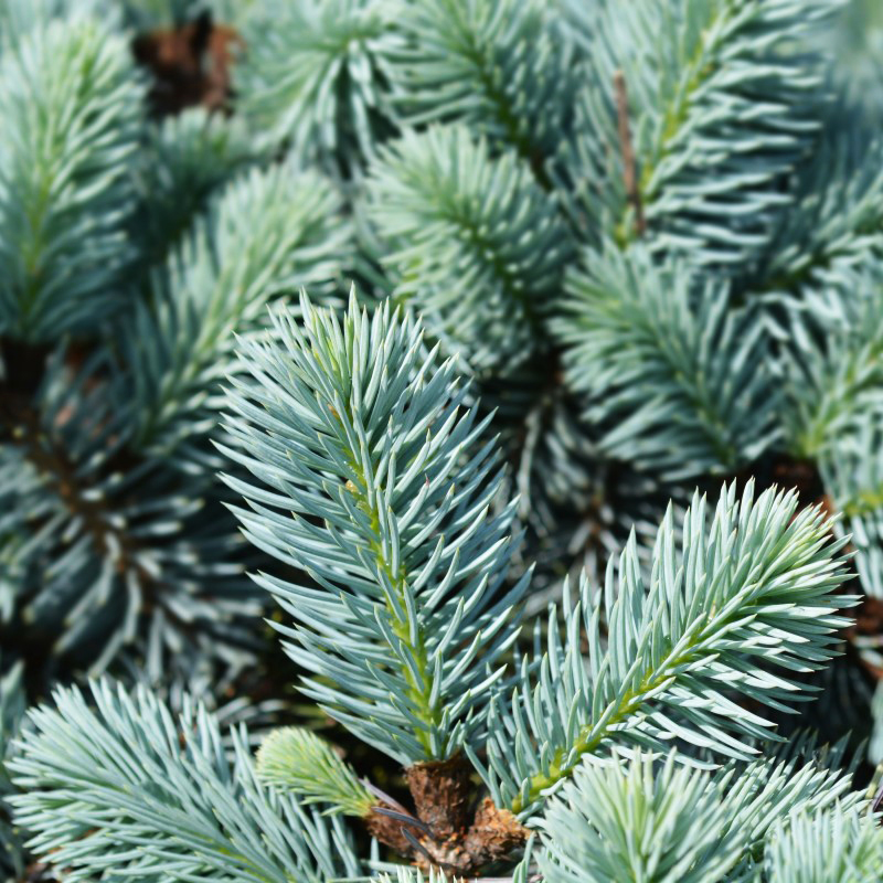 Dwarf Blue Spruce Trees For Sale | The Tree Center
