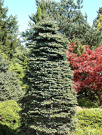 Dwarf Blue Spruce
