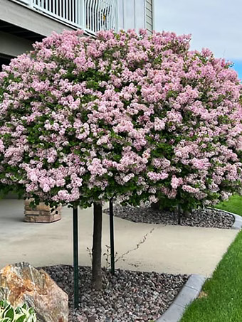 Dwarf Korean Lilac - Tree Form