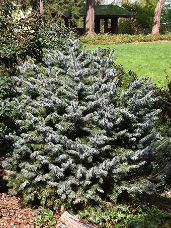 Dwarf Papoose Sitka Spruce