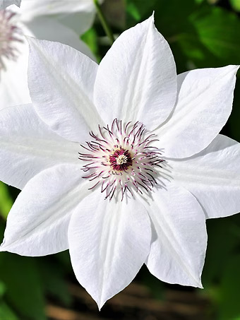 Early Large Flowering Clematis