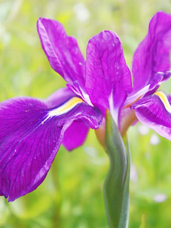 Eden's Purple Glory Japanese Iris