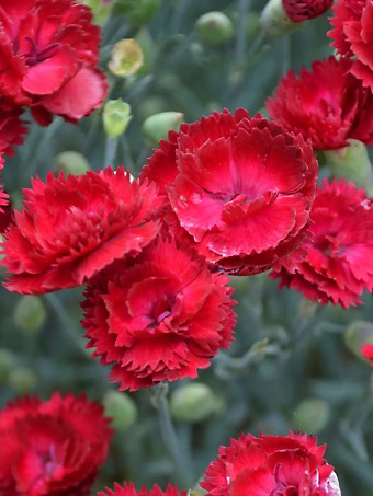 Electric Red Dianthus