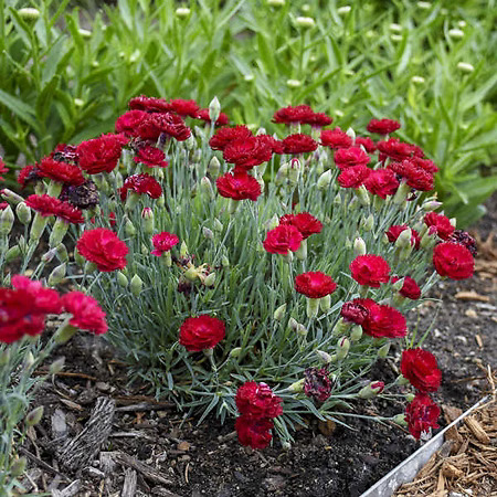 Dianthus Rescue Rovers Electric Red Dianthus For Sale Online | The Tree Center
