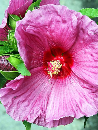 Fantasia Hardy Hibiscus