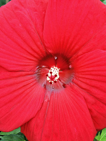 Fireball Fleming™ Hardy Hibiscus
