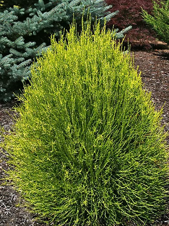 Franky Boy Oriental Arborvitae