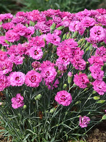Goody Gumdrops Dianthus