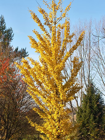 Grindstone Ginkgo Tree