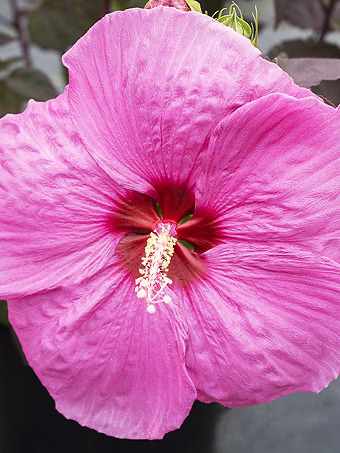 Head Over Heels® Passion™ Hibiscus