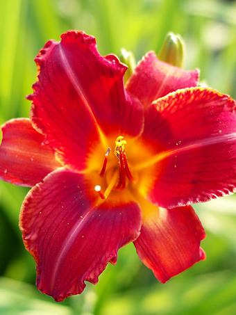 Hearts Afire Daylily