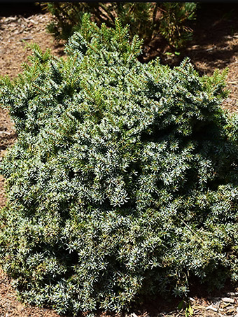 Kamenz Serbian Spruce