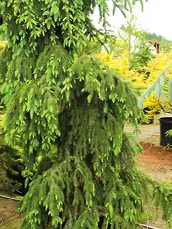 Major Weeping Serbian Spruce