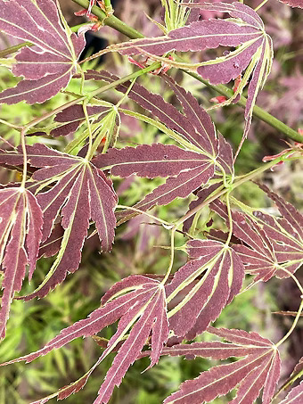 Manyo No Sato Japanese Maple