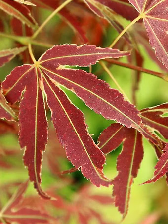 Manyo No Sato Japanese Maple