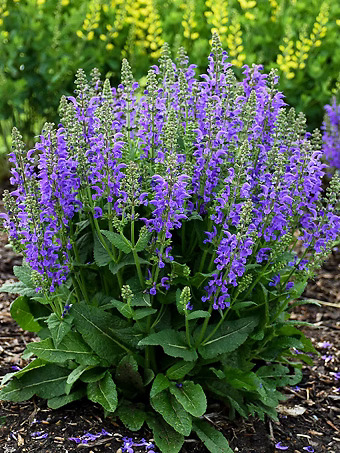 Midnight Model Salvia
