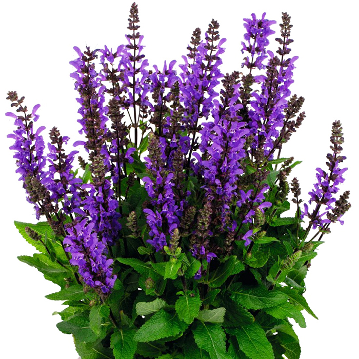 Salvia x sylvestris 'Noble Knight' - Sauge noble main image 0