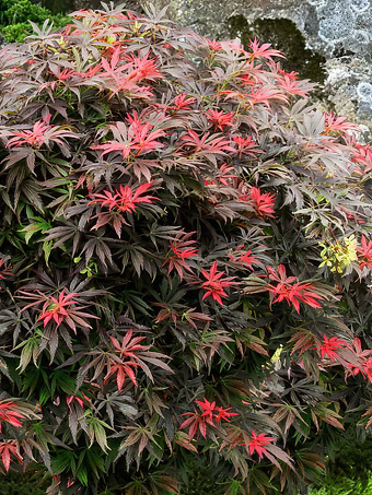 Orion Dwarf Red Japanese Maple