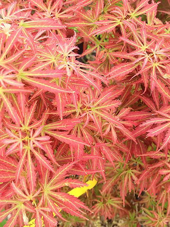 Orion Dwarf Red Japanese Maple