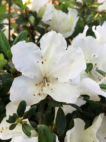 Pearl Bloom-A-Thon® Azalea