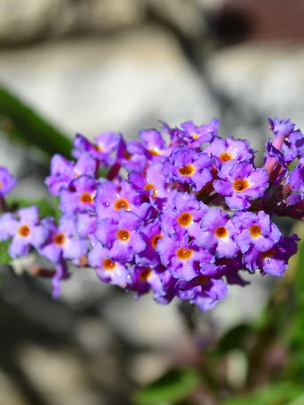 Petite Indigo® Butterfly Bush