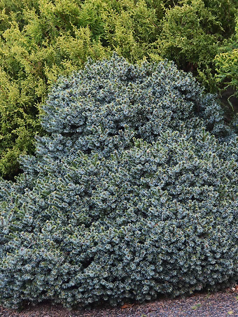 Pimoko Serbian Spruce