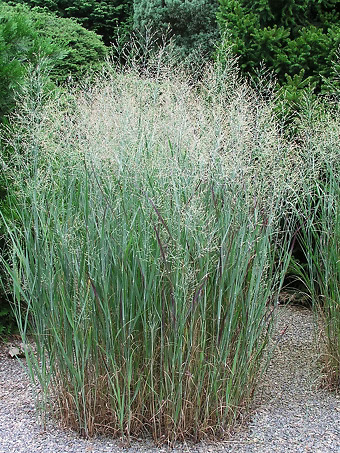 Heavy Metal Switch Grass