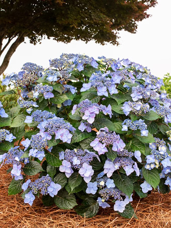 Pop Star® Reblooming Hydrangea