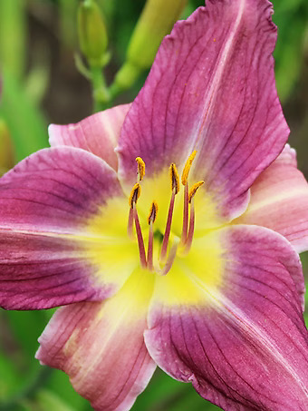 Prairie Blue Eyes Daylily