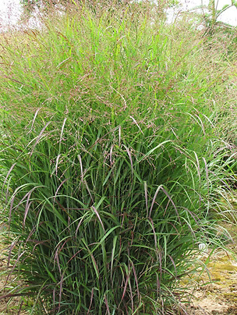 Prairie Sky Switch Grass
