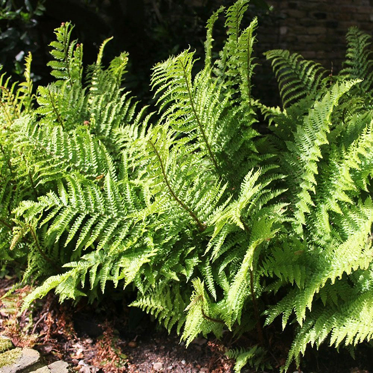 robust-male-fern-for-sale-online-the-tree-center