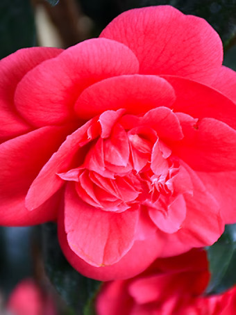 Rosehill Red Camellia