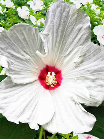 Ruby Dot Hardy Hibiscus