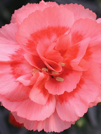 Scent First® Romance Dianthus