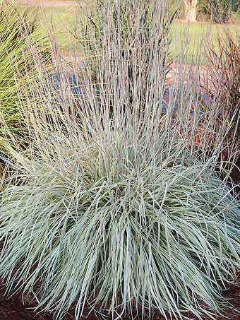 Shining Star Little Bluestem Grass