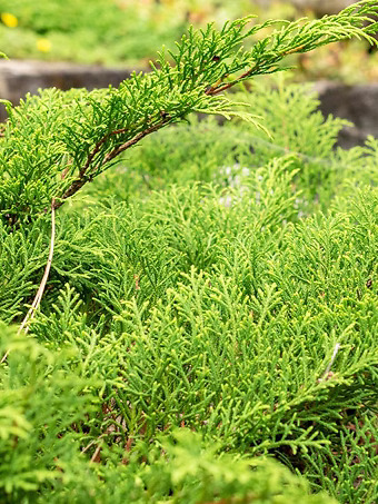 Siberian Cypress