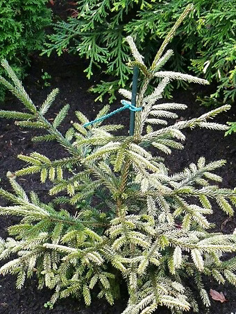 Silver Seedling Oriental Spruce