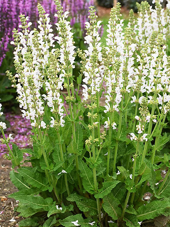 Snow Hill Meadow Sage