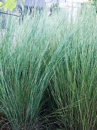 Standing Ovation Little Bluestem Grass