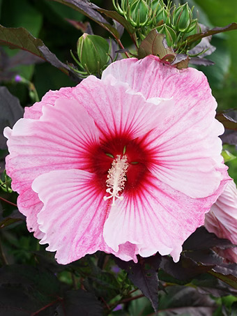 Starry Starry Night Hibiscus