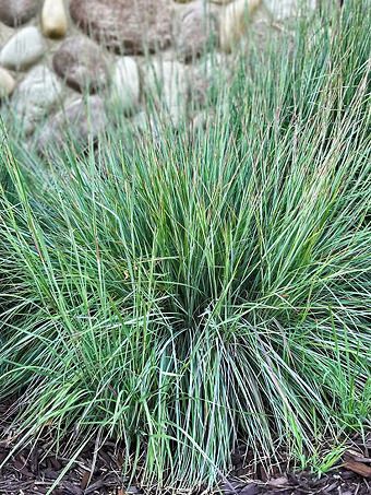The Blues Little Bluestem Grass