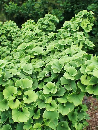 Troll Ginkgo Tree