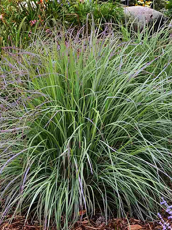 Twilight Zone Little Bluestem Grass