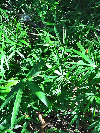 Wooster's Dwarf Bamboo