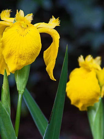 Yellow Flag Iris