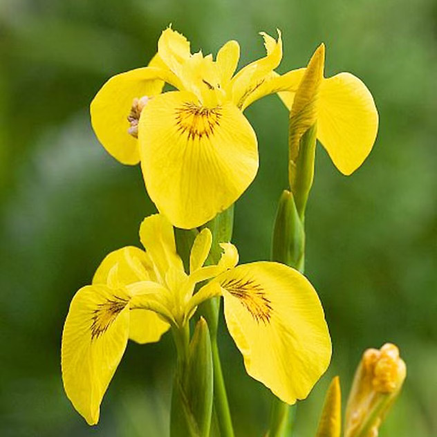 Yellow Flag Iris For Sale Online The Tree Center yellow-flag-iris-for-sale-online-the-tree-center
