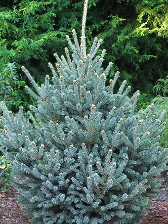Yukon Blue White Spruce