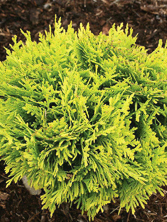 Anna's Magic Ball® Arborvitae
