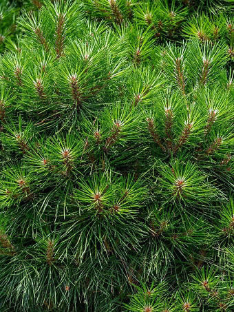 Bambino® Austrian Black Pine